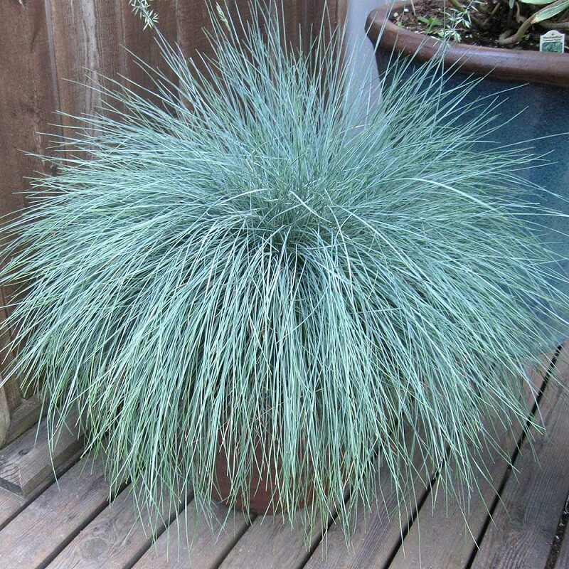 Blue-Fescue-Grass