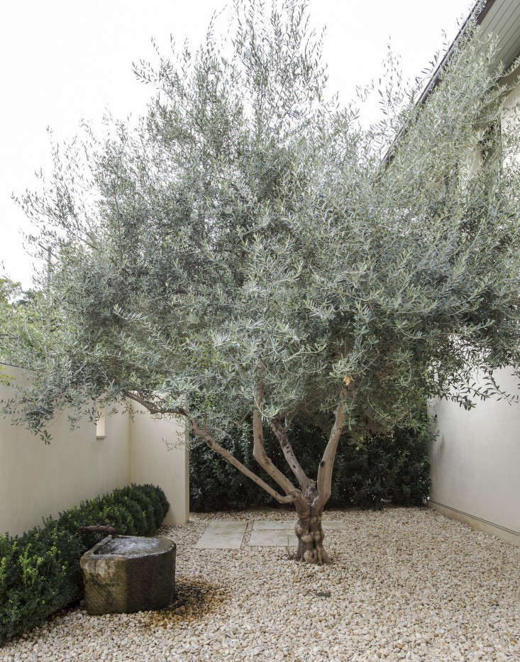 olive-tree-gardenista